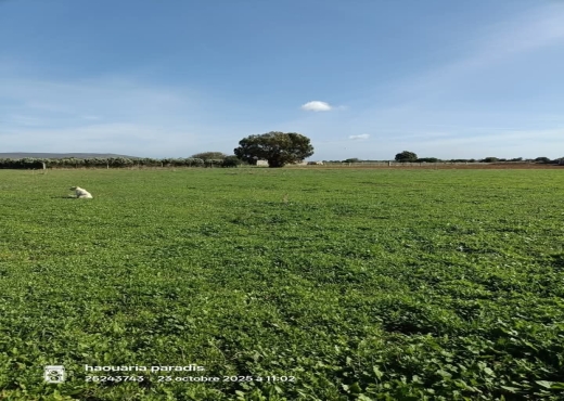terrain e 8000m² a elhaouaria