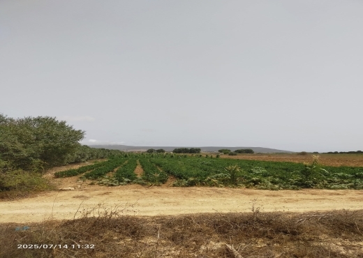Terrain à vendre à El Haoueria